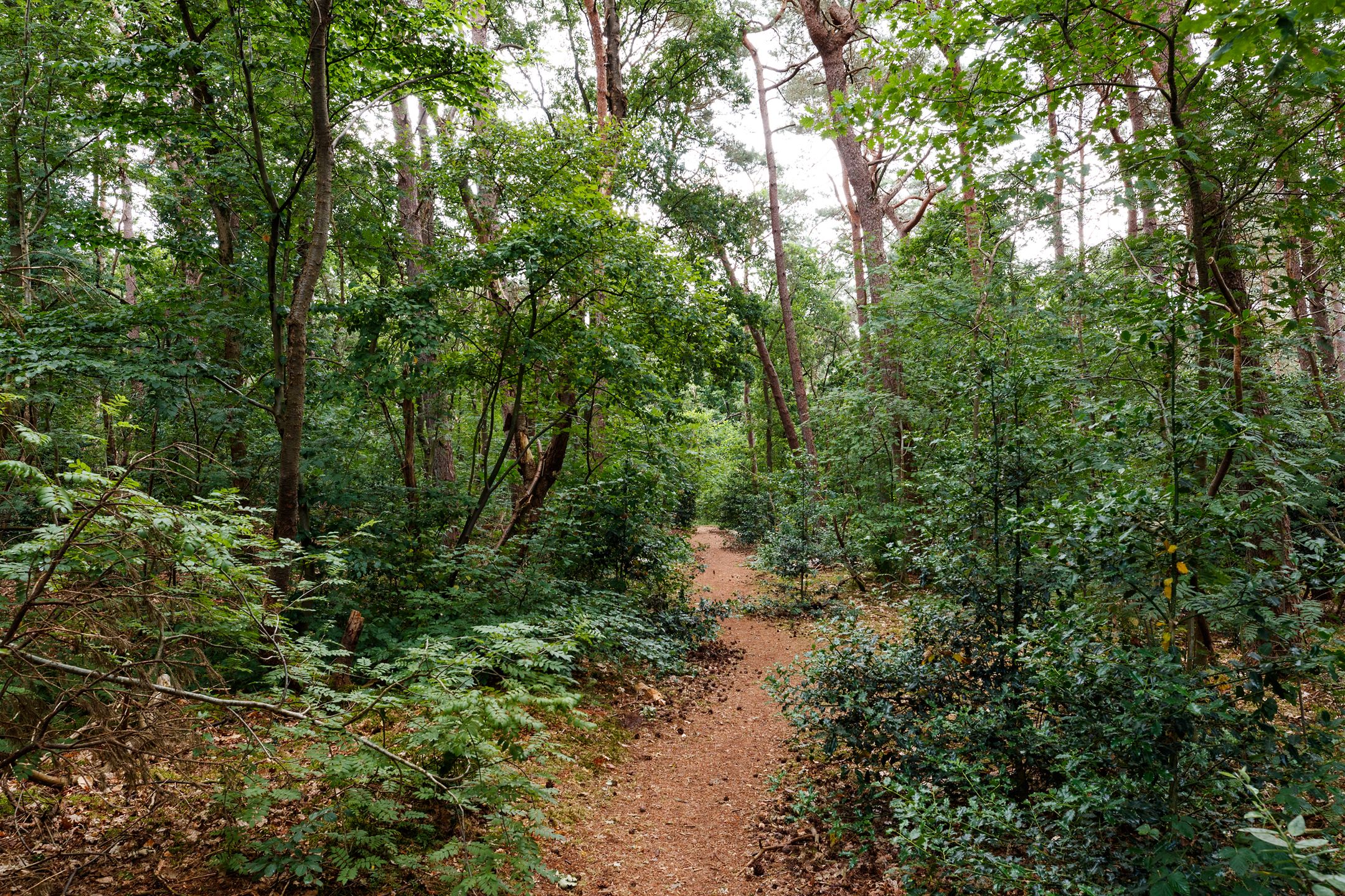 Foto 21 van Prinses Alexialaan 232