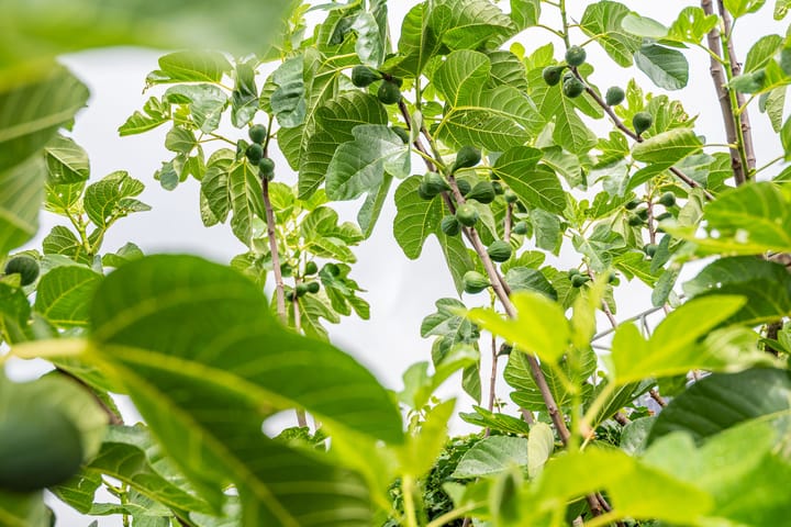 Foto 36 van IJsselstraat 15