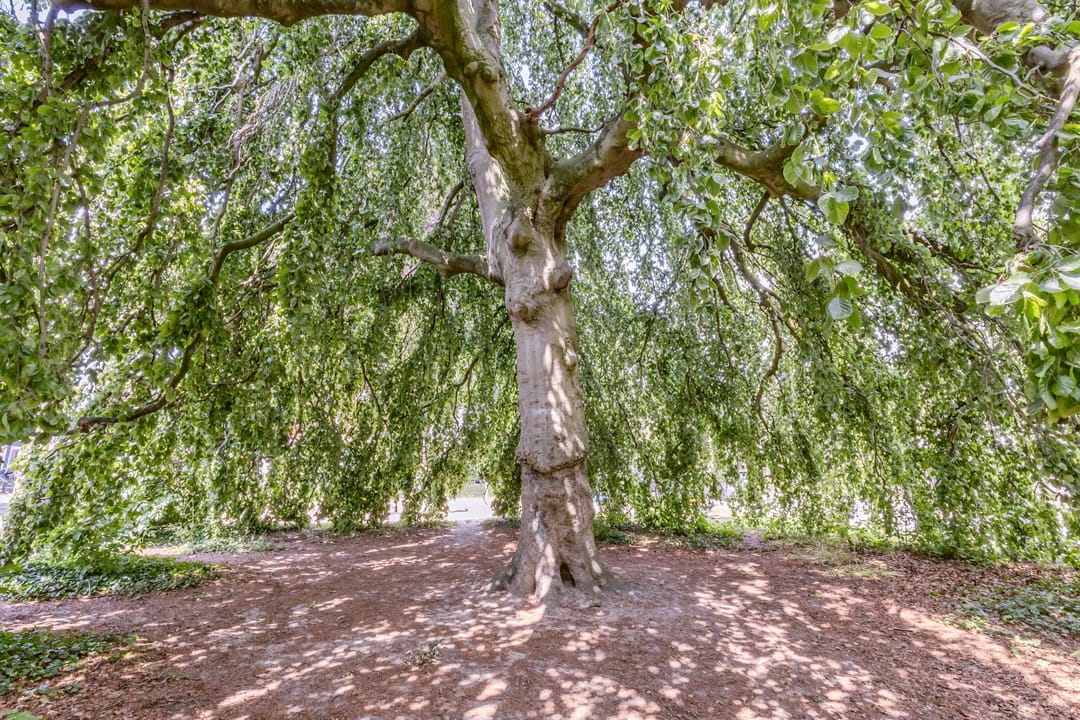 Foto 37 van Adamsweg 42