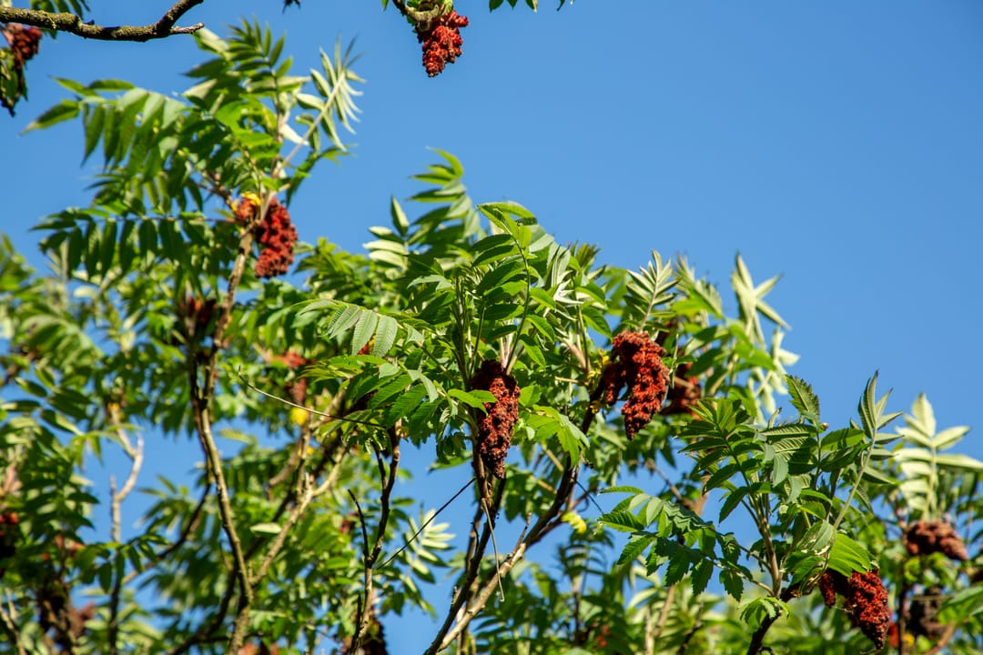 Foto 53 van Waliënseweg 48