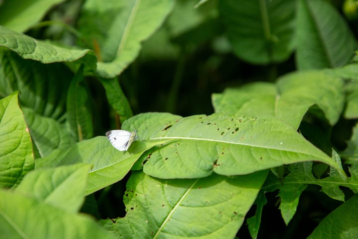 Foto 61 van Blankersweg 3