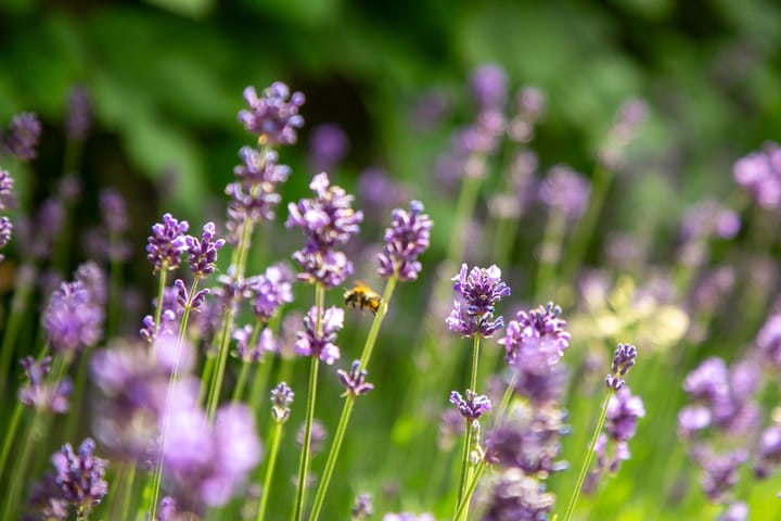 Foto 68 van Blankersweg 3