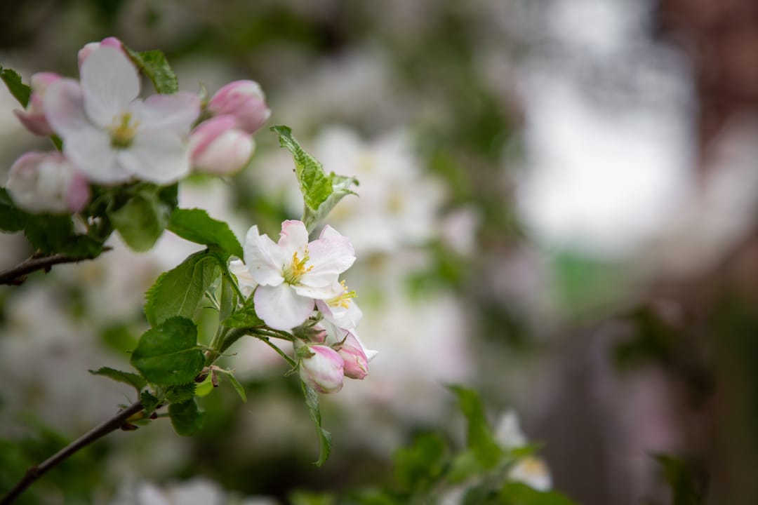 Foto 77 van Kastanjelaan 87