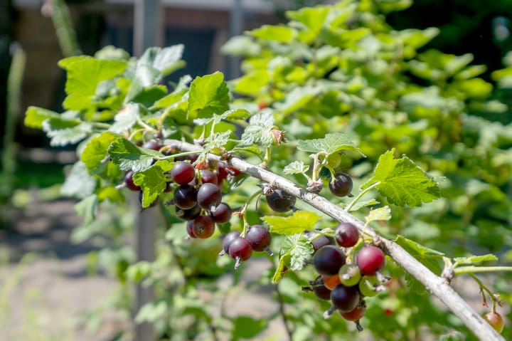 Foto 43 van Dorpsstraat 38