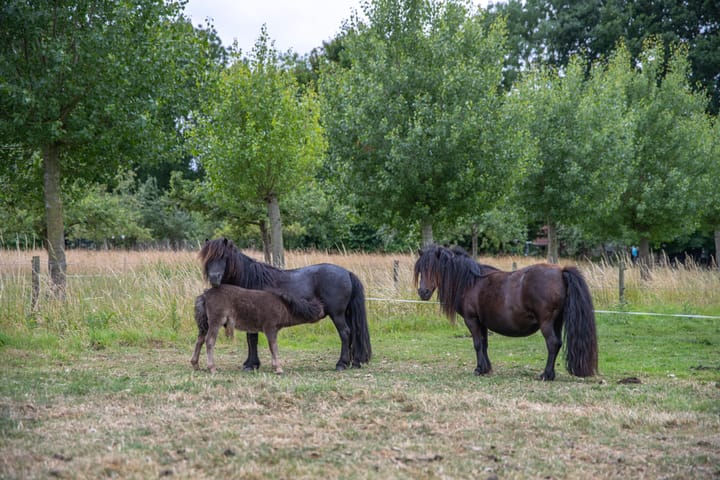 Foto 64 van Sluissestraat 7