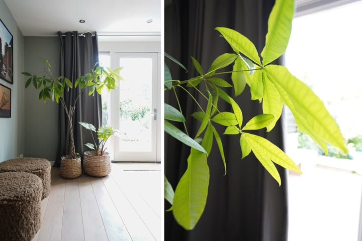 Foto 8 van Klaas Frisohof 12