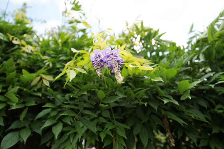 Foto 22 van Klaas Frisohof 12