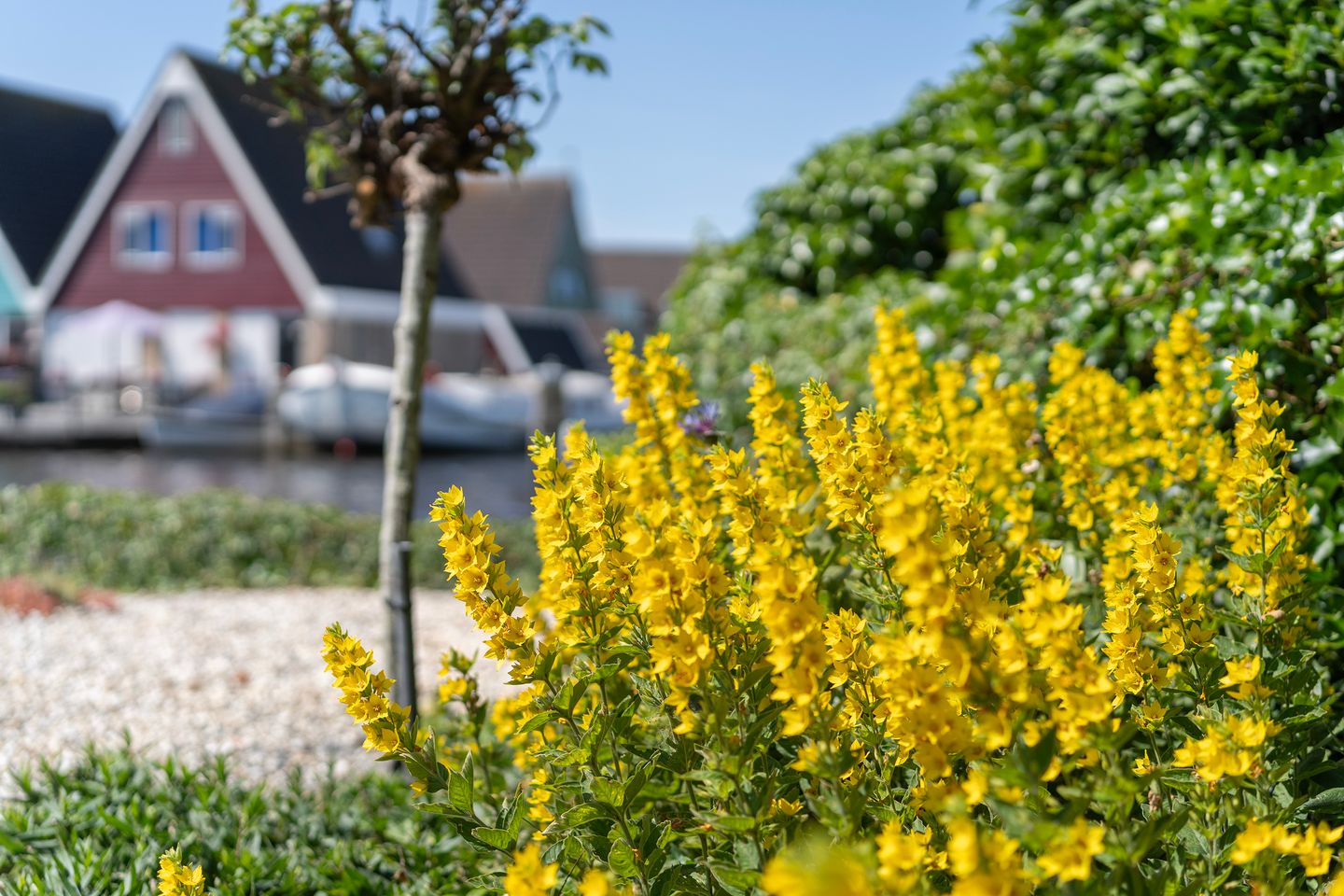 Foto 40 van Willem Jehannes Koopmansstrjitte 35