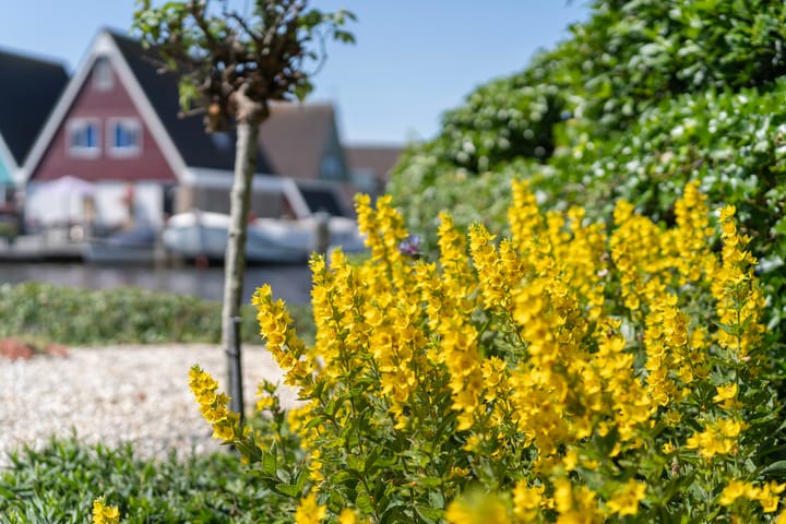 Photo 40 of Willem Jehannes Koopmansstrjitte 35