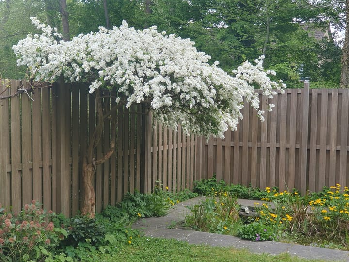 Foto 30 van Kievitstraat 6