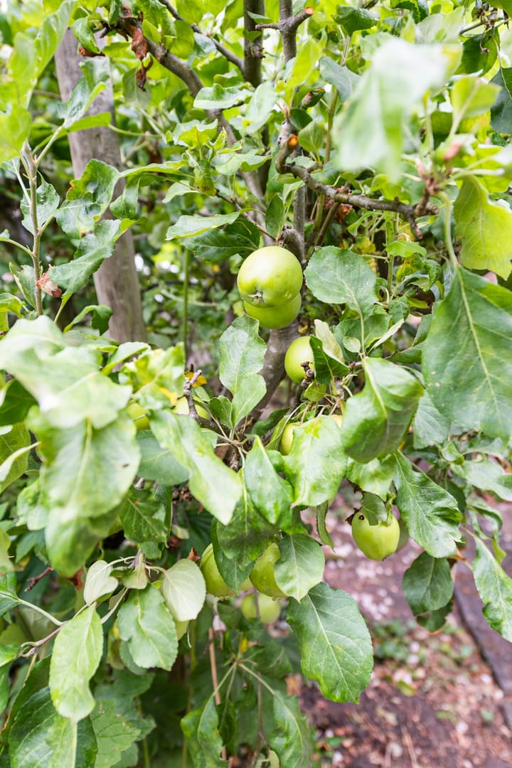 Foto 61 van Treebeekstraat 22