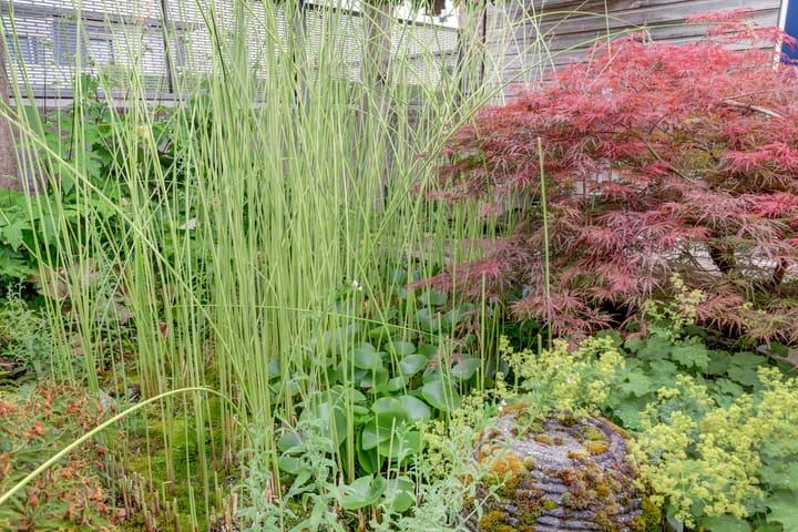 Foto 39 van Louis Paul Boonpad 1