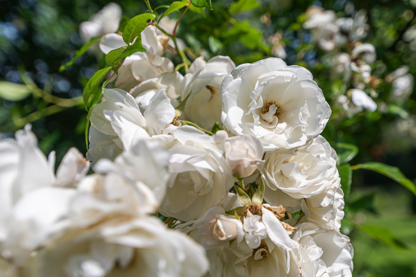 Foto 49 van Overheicop 72