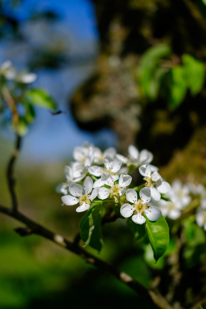 Foto 13 van Heuveltje 6