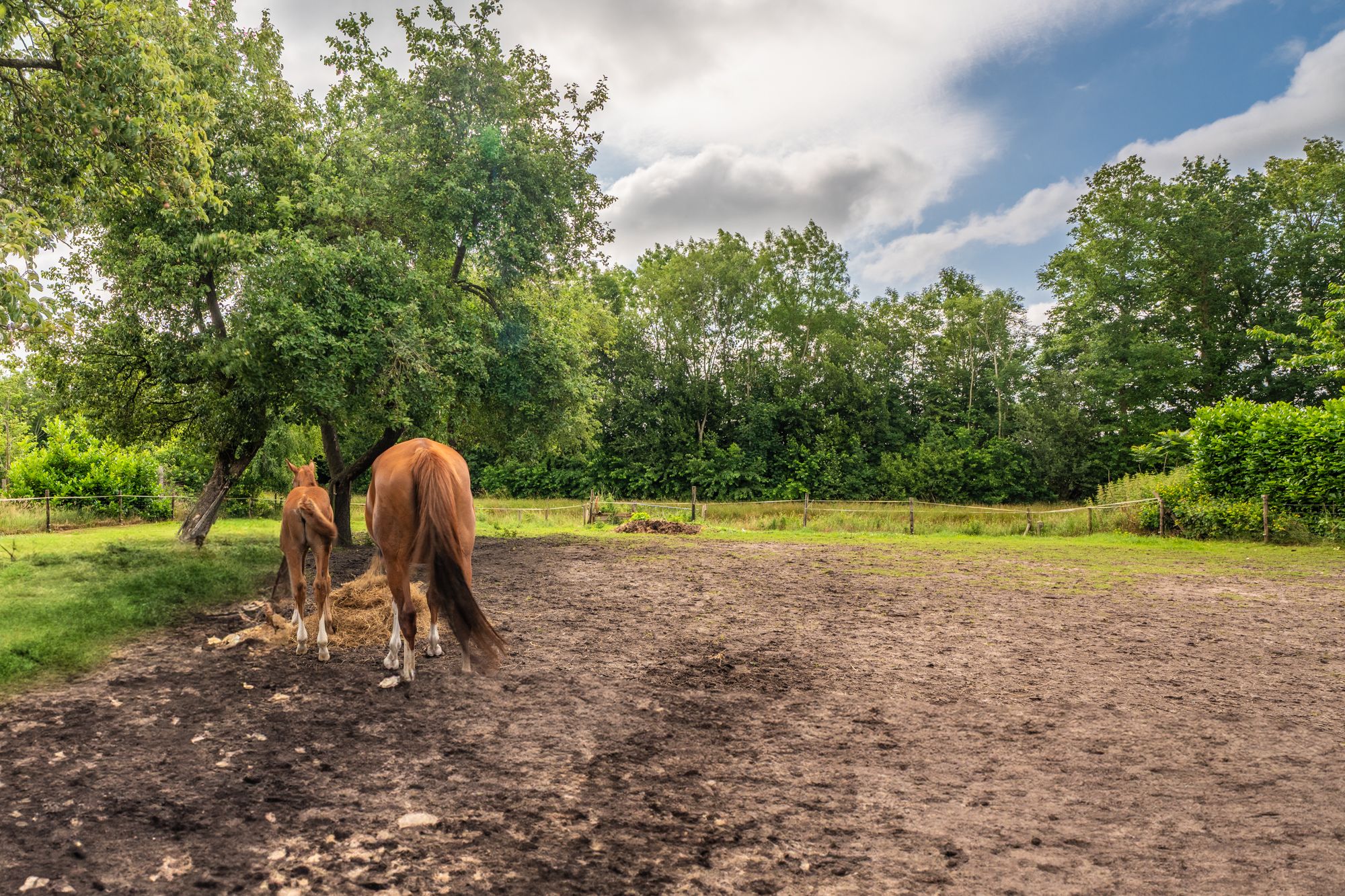 Foto 12 van Holte 50