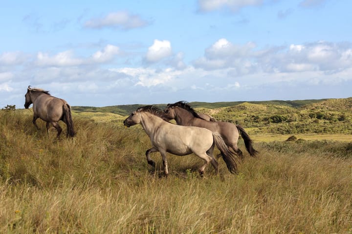 Photo 39 of Slingerduinlaan 2