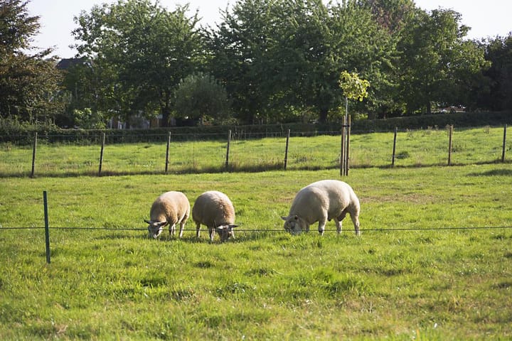 Foto 8 van Landgoed Looiwinkel, kavel A-E