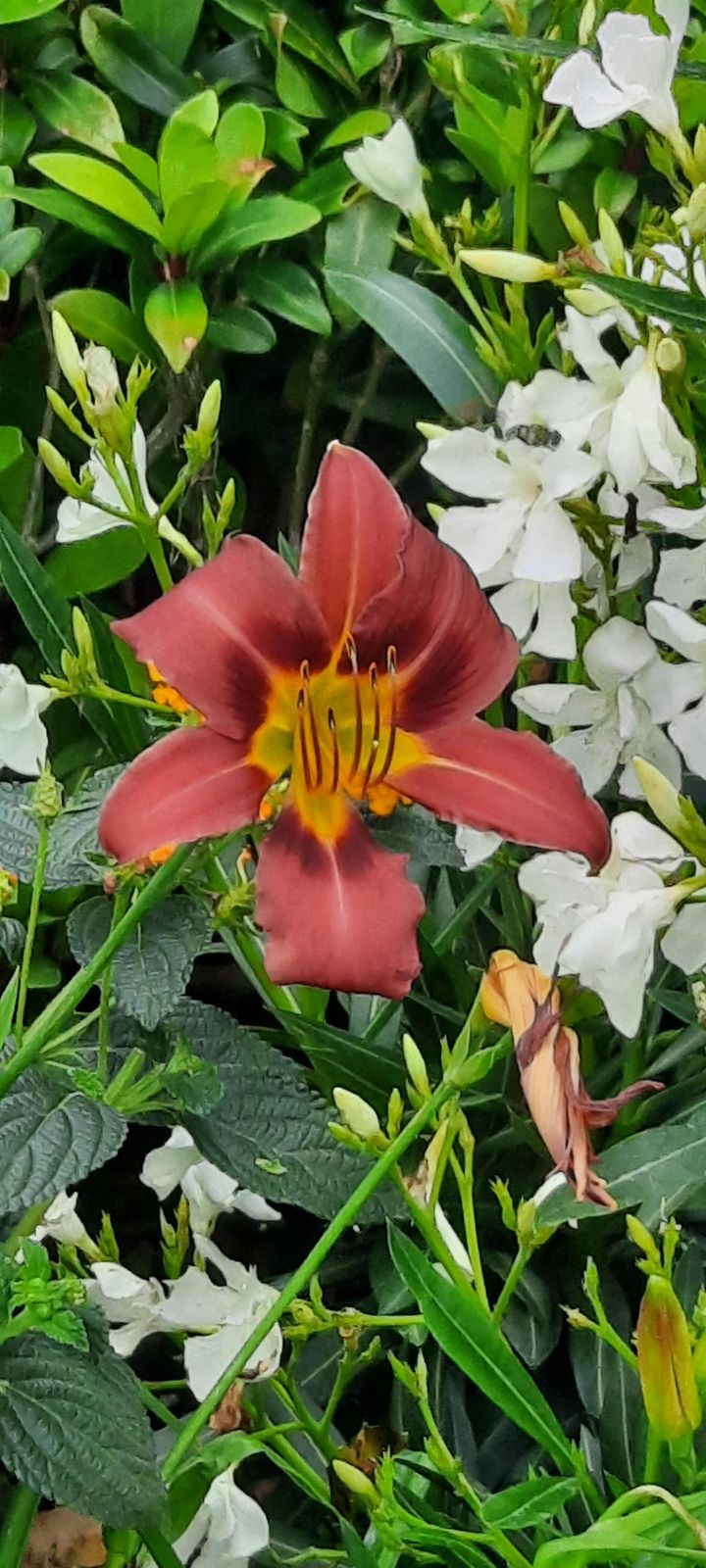 Foto 41 van Herenweg 10