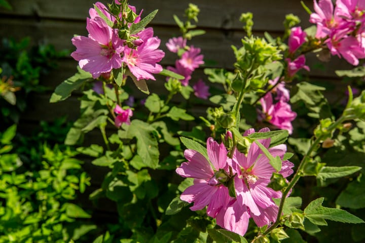 Foto 27 van Professor Bolklaan 50