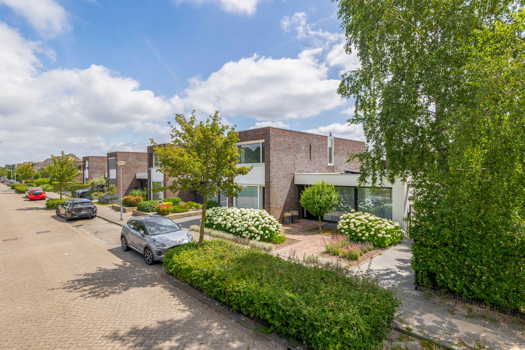 Foto 6 van Paardenbloem 7