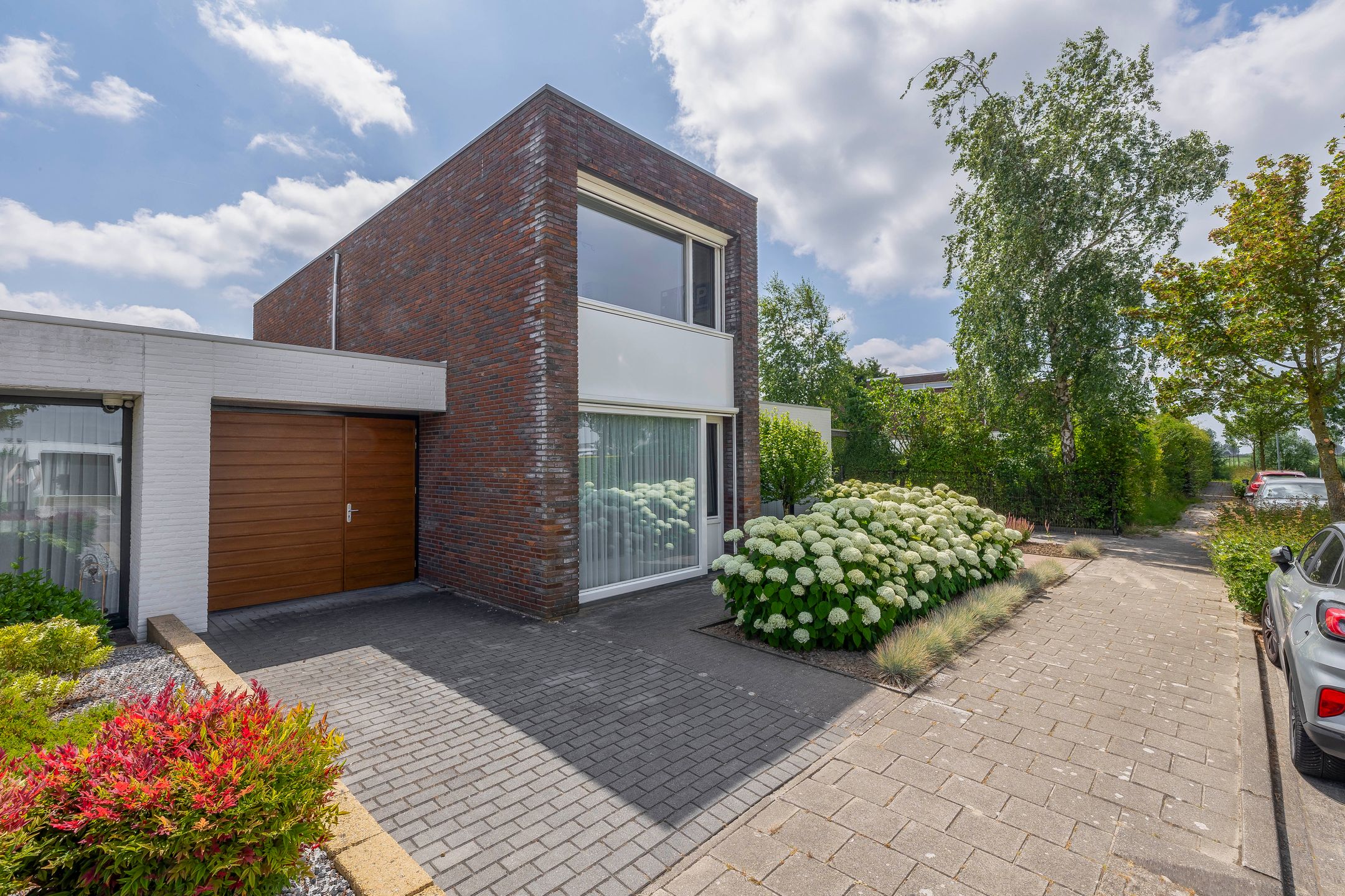 Foto 9 van Paardenbloem 7