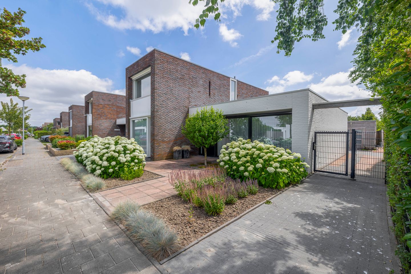 Foto 5 van Paardenbloem 7