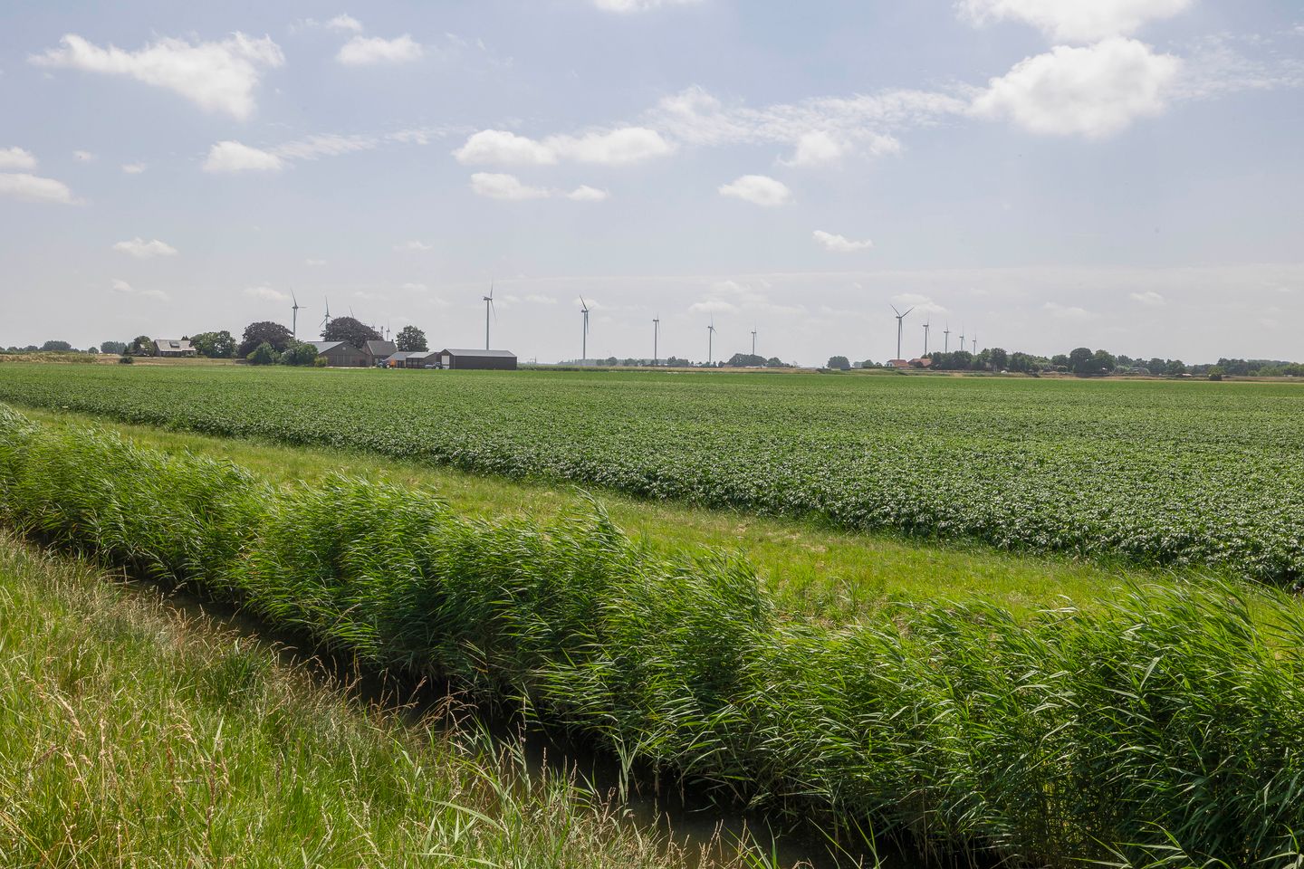 Foto 44 van Paardenbloem 7