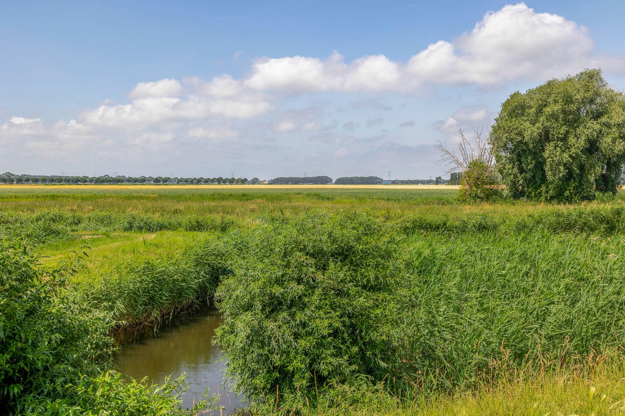 Foto 45 van Paardenbloem 7