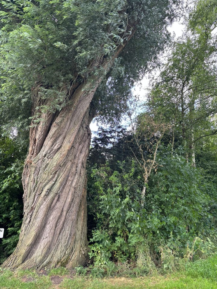 Foto 43 van Herxen 83