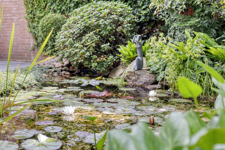 Foto 42 van Hoefblad 28