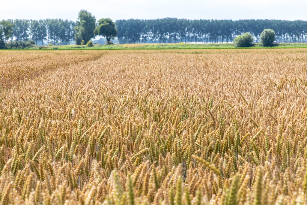 Foto 5 van Jacobus de Waalstraat - kavel 3