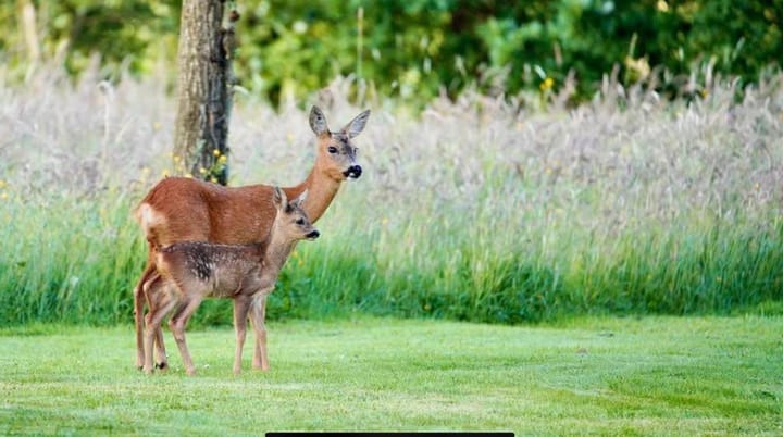 Foto 4 van Carolieweg 2