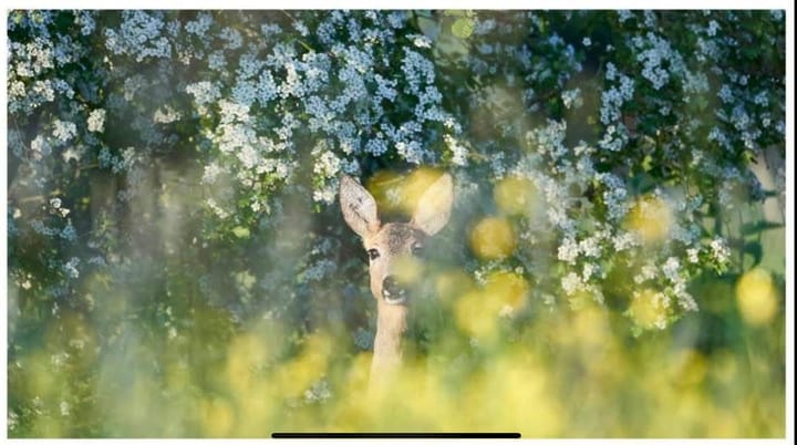 Foto 34 van Carolieweg 2