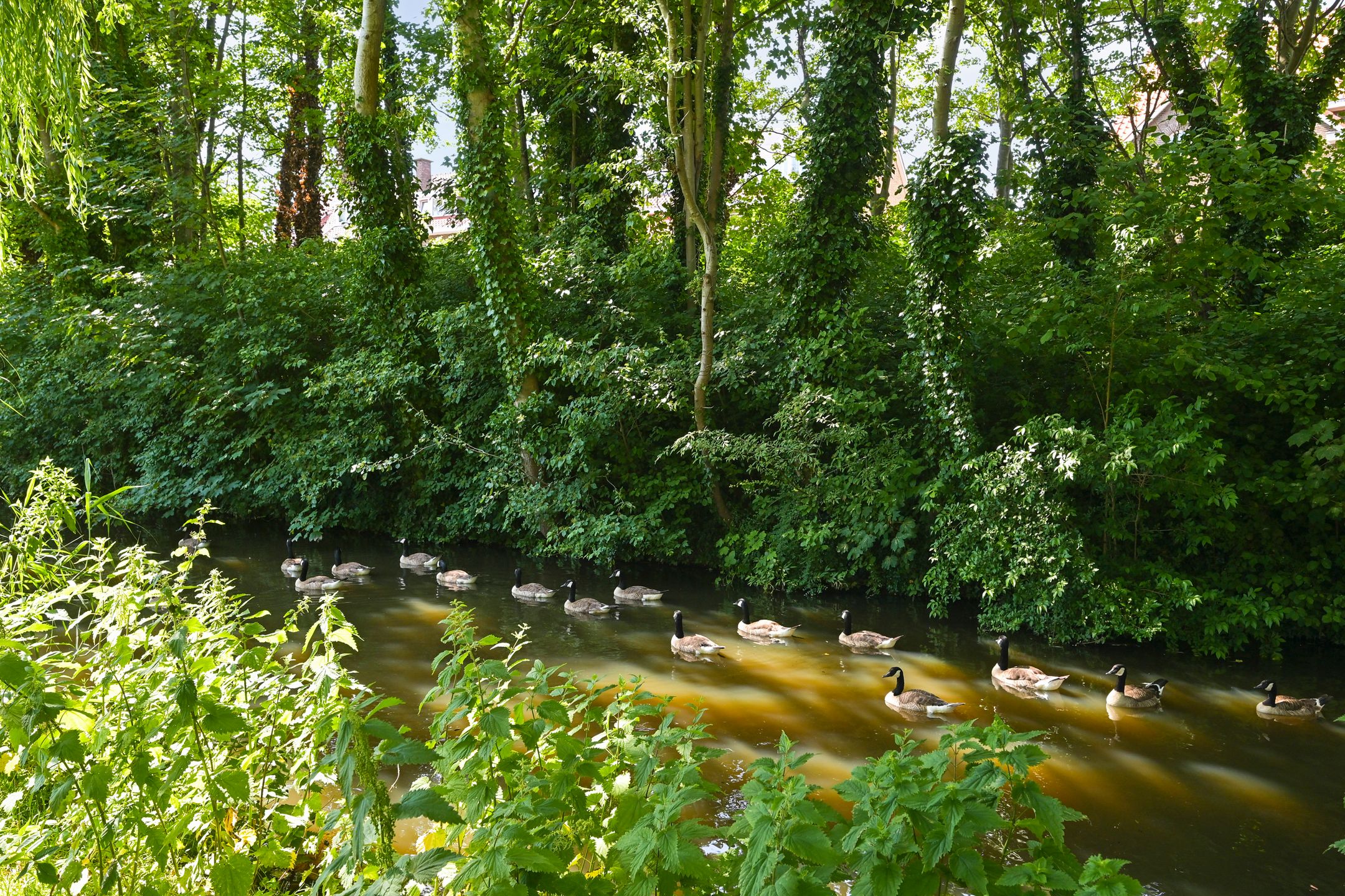 Foto 54 van Aronskelkweg 196