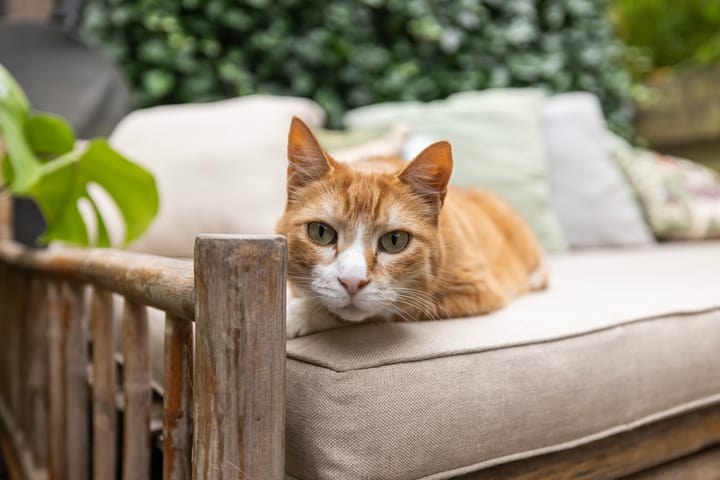 Foto 27 van Kromhout 27