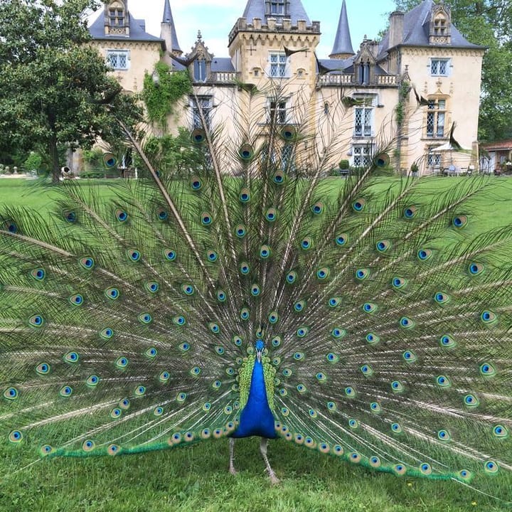 Foto 11 van Midi-Pyrénées