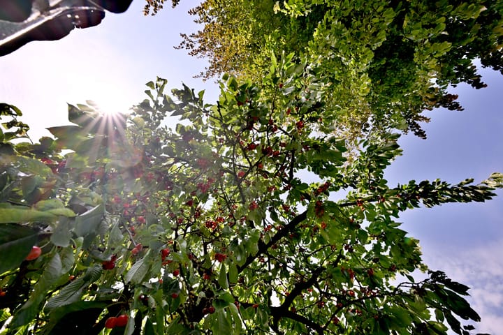 Foto 42 van Kardinaalsmuts 59