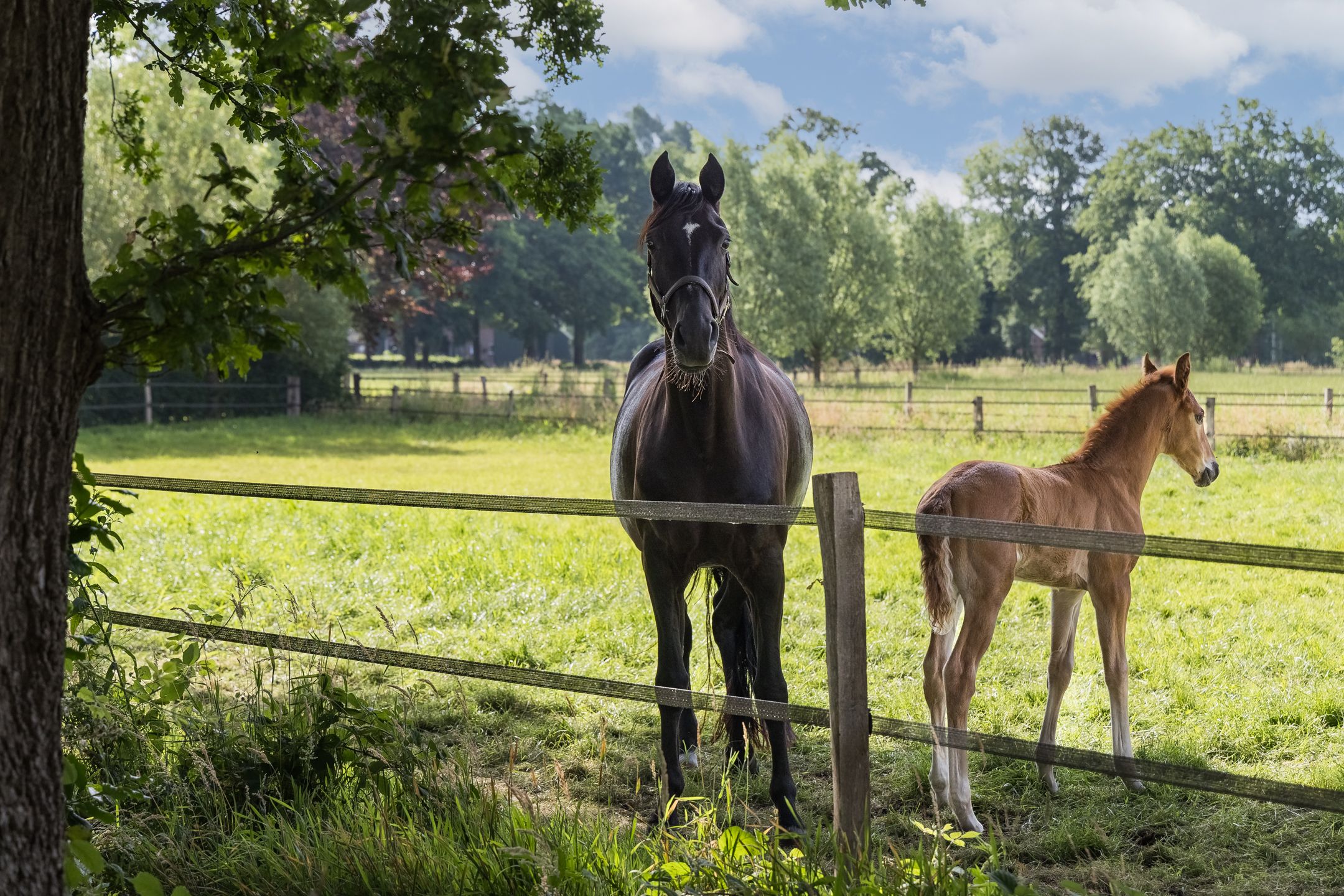 Foto 3 van Steenmatenweg 2