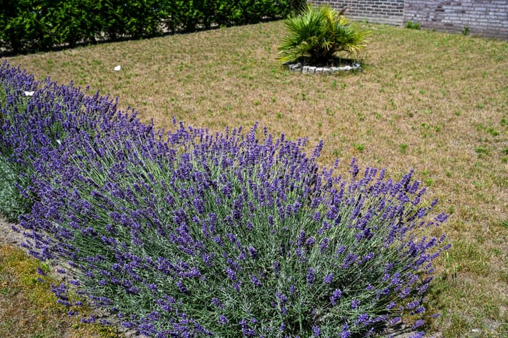 Foto 42 van Napoleonsweg 38