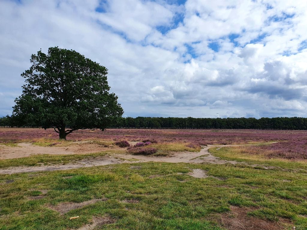 Foto 2 van Laarderweg 214