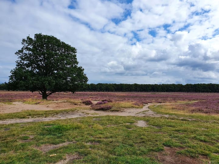 Foto 2 van Laarderweg 214