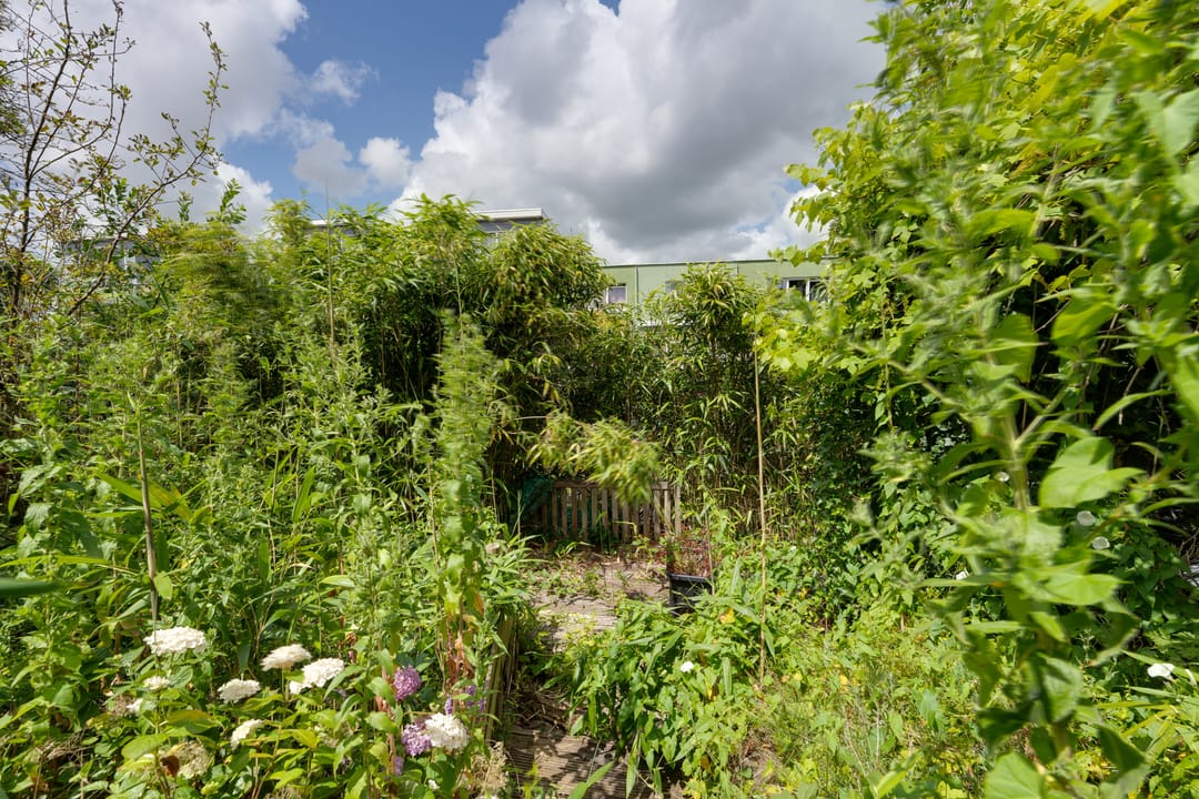 Foto 16 van Dwergvinvisstraat 79