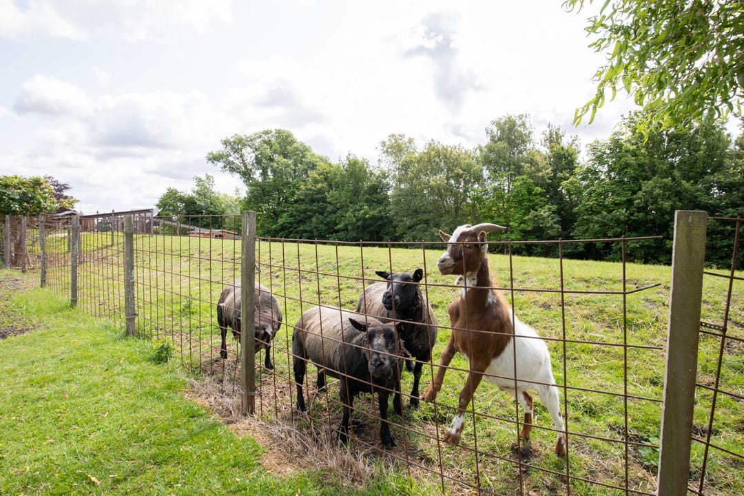 Foto 47 van Oosteinderweg 438