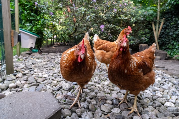 Foto 43 van Schepenlaan 8