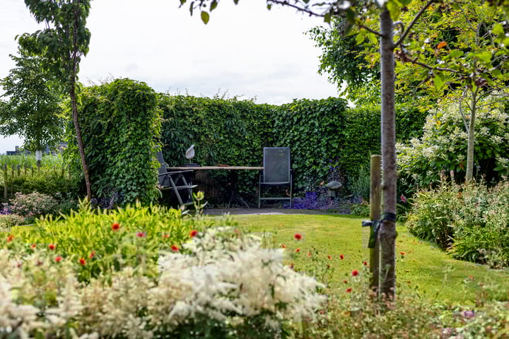 Foto 37 van Buizerd 13