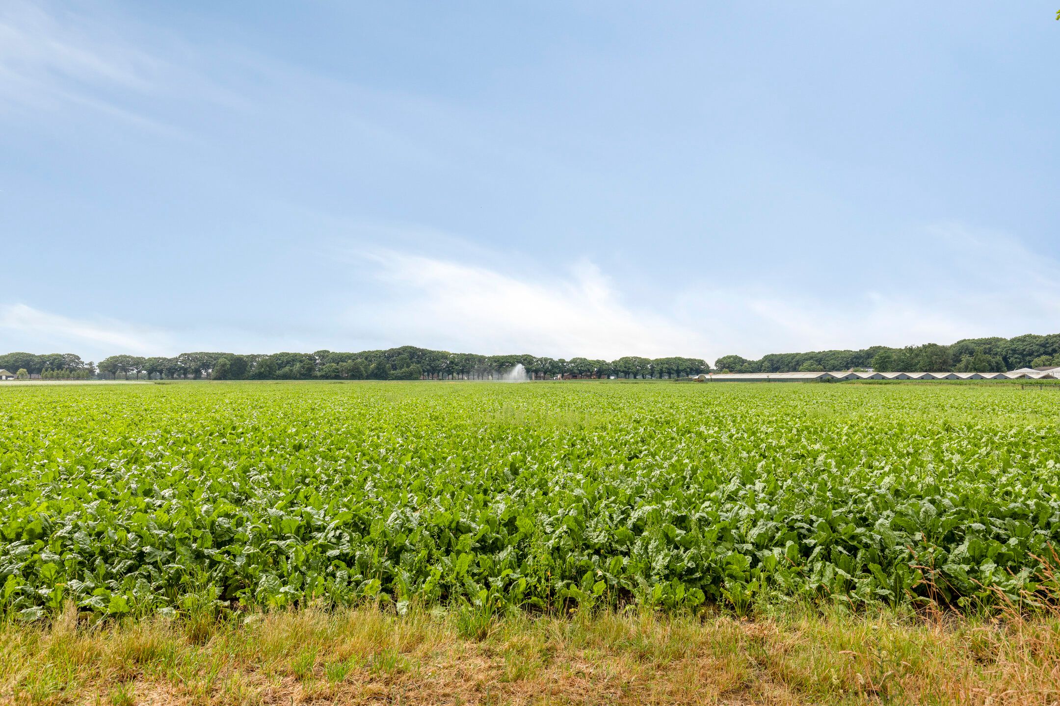 Foto 39 van Statenweg 43