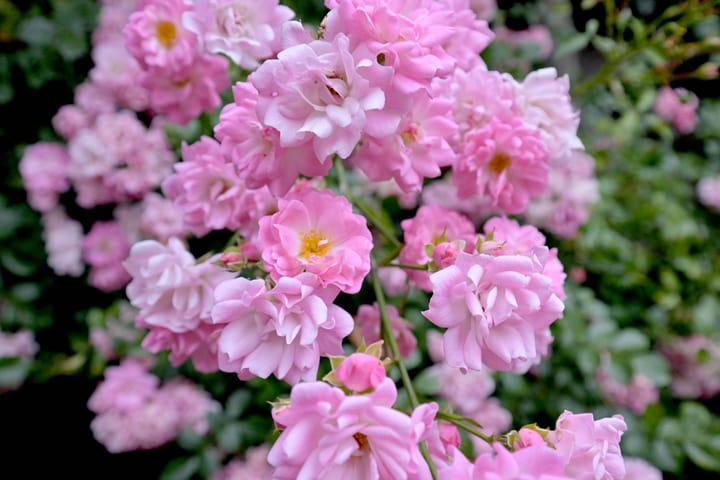 Foto 35 van A.J. Duymaer van Twiststraat 36