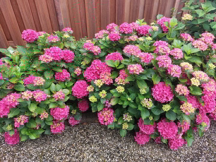 Foto 23 van Albert Schweitzerstraat 16