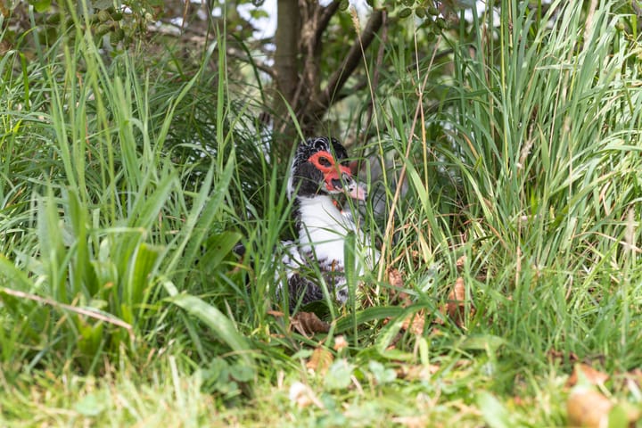 Foto 32 van Manis Krijgsmanhof 32