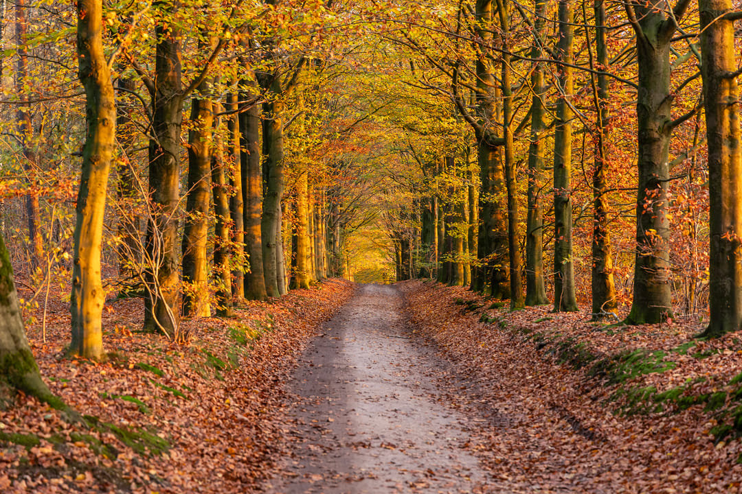 Foto 31 van Maarnse Bergweg 1-R56